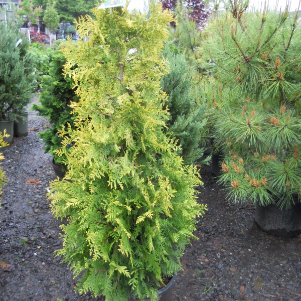 golden arb