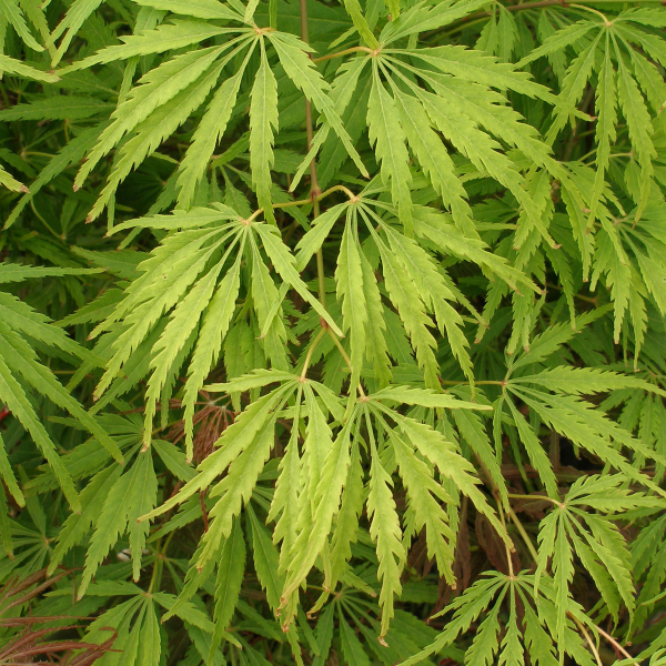 green weeping japanese maple