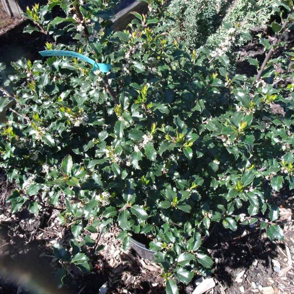 holly blue prince