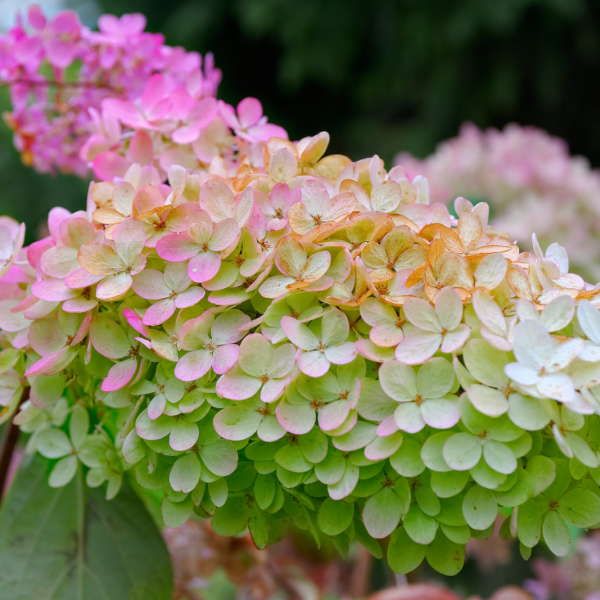 hydrangea - pink