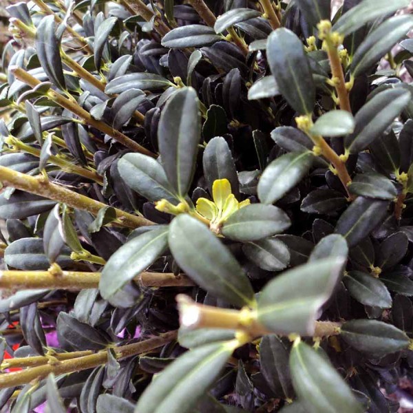 ilex creneta sky pencil