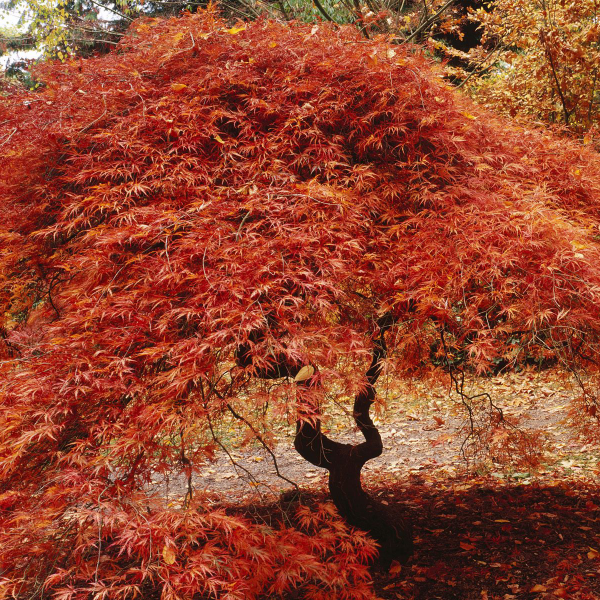 japanese-maple-red