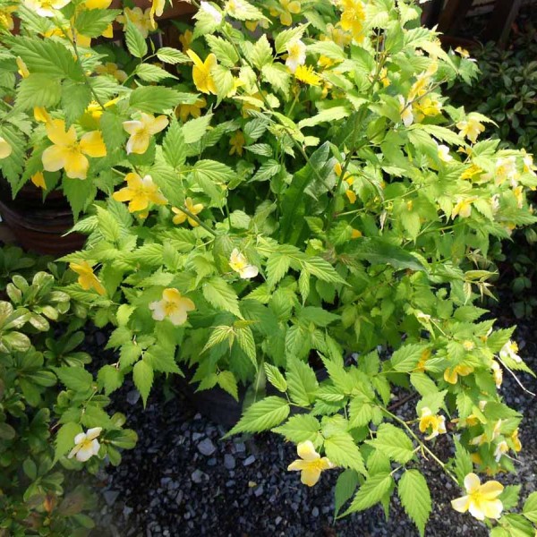 japanese rose kerria