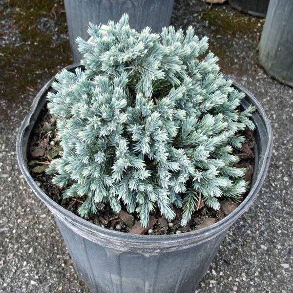 juniper bluestar