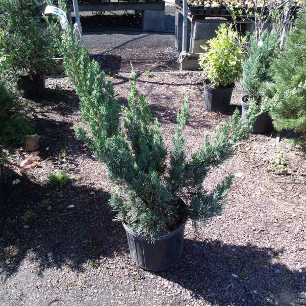 juniper robusta
