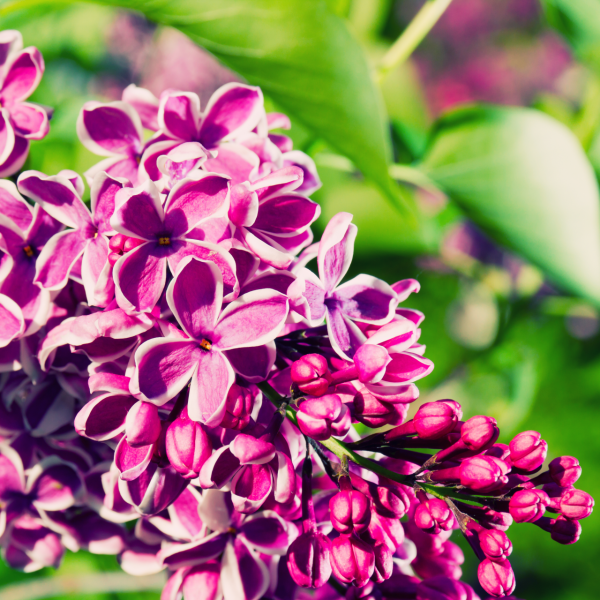 lilac