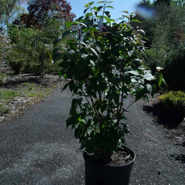 common lilac