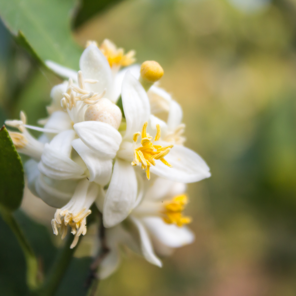 linden tree blossom