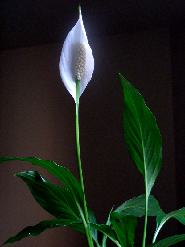 almost PERFECT Peace Lily