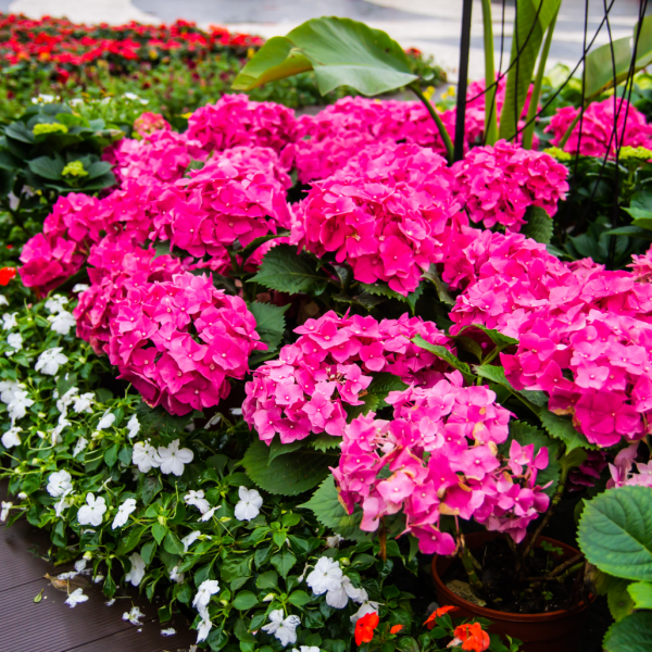 pink hydrangea