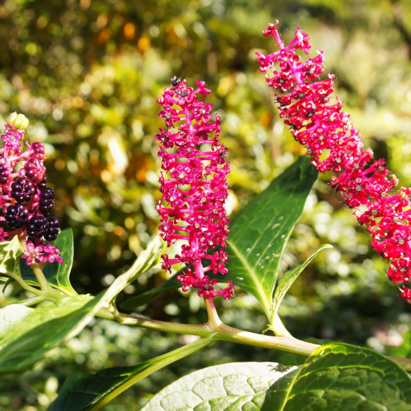 pokeweed inkberry