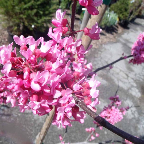 Redbud Blossom
