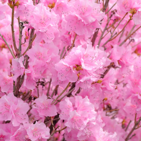 rhododendron