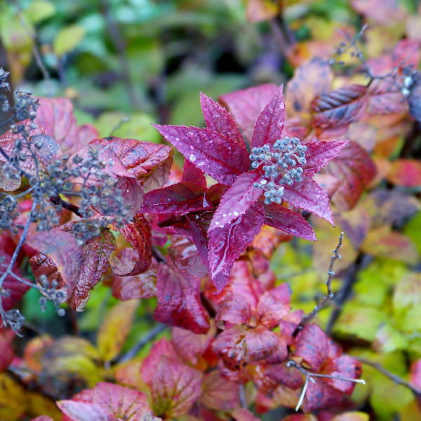 spirea