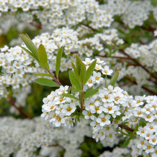 spirea shrub