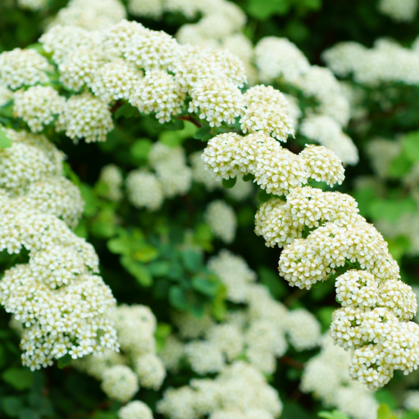 spirea white