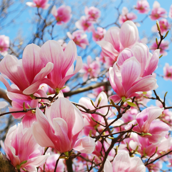 spring magnolia tree