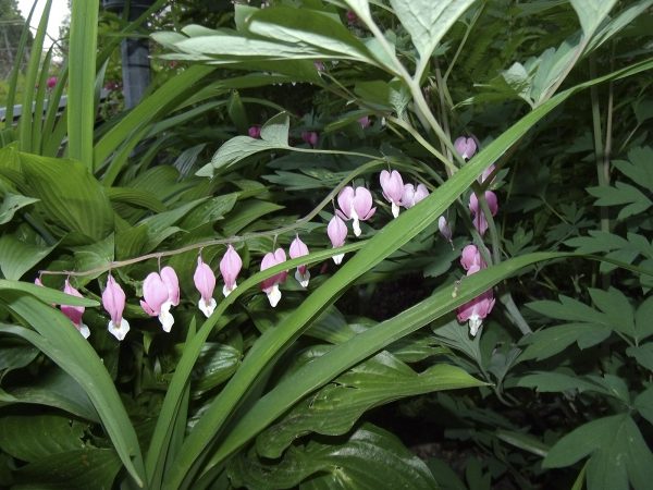 Dicentra Bleeding Heart