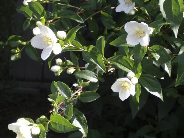 mock orange Philadelphus