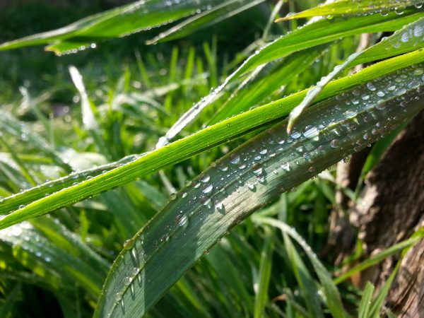 almost PERFECT summer lawn care