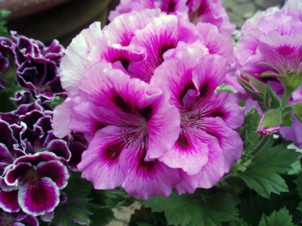 almost PERFECT Geranium