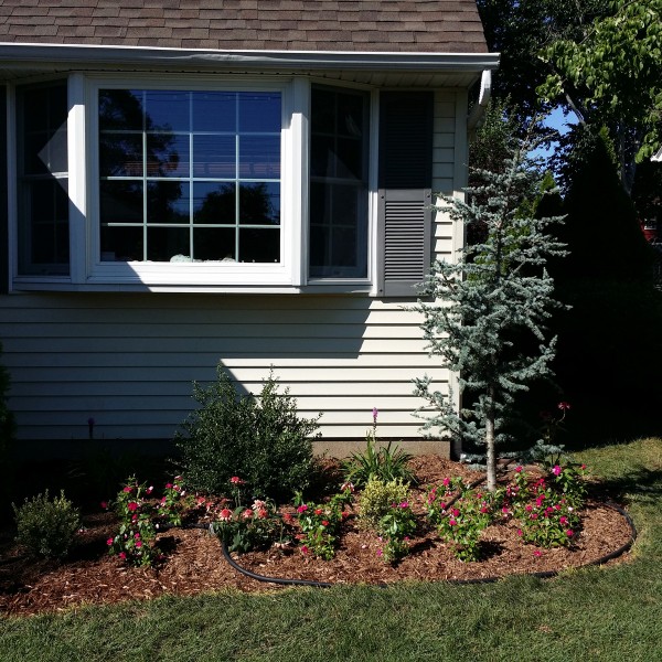 almost PERFECT Landscaping in Westwood