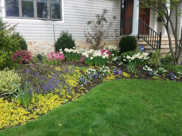almost PERFECT Landscaping spring bulbs in haworth