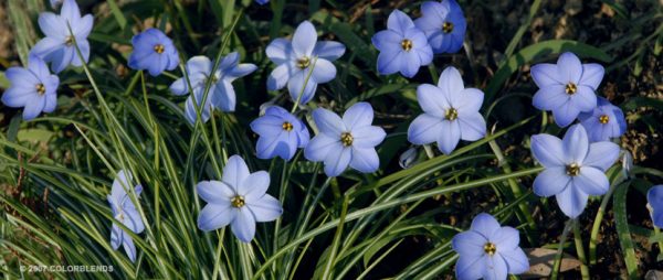 starflower - almost PERFECT Landscaping