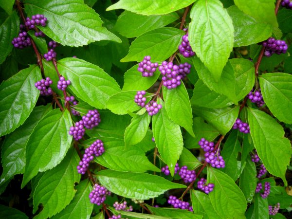 Beautyberry Callicarpa Americana – almost PERFECT Landscaping Beautyberry Callicarpa Americana - almost PERFECT Landscaping