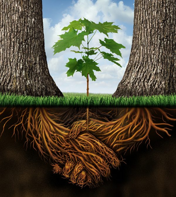 native-trees-in-bergen-county