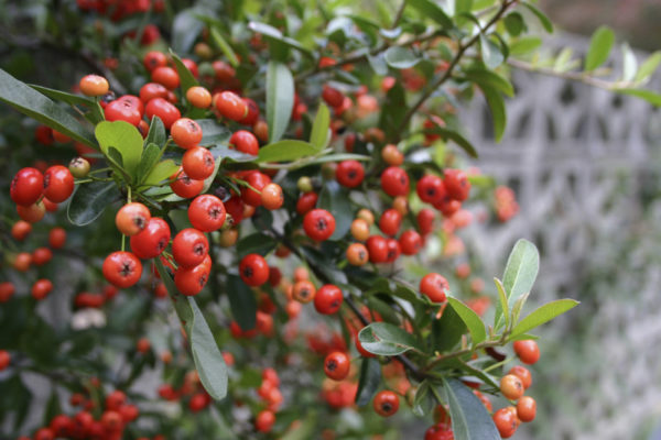 Landscaping with winter color - almmost PERFECT Landscaping