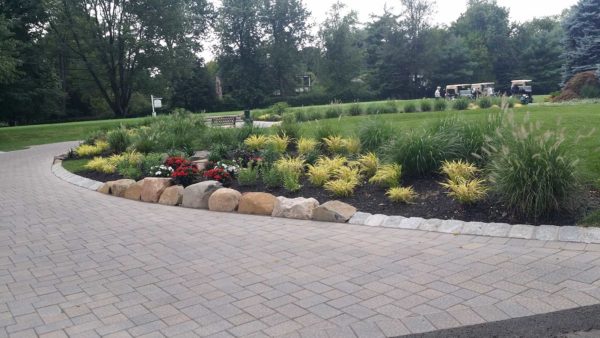 Globular Colorado Blue Spruce - almost PERFECT Landscaping