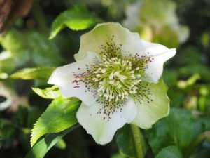 Seasonal Color in Bergen County - Helleborus
