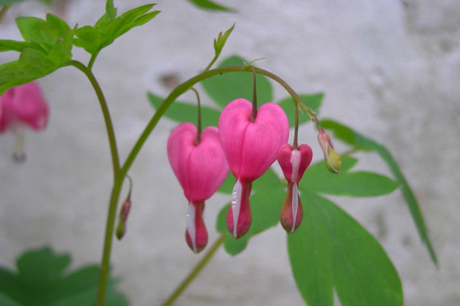 Seasonal Color in Bergen County - Dicentra Bleeding Heart Seasonal Color in Bergen County - Dicentra Bleeding Heart