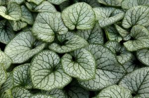 Seasonal Color in Bergen County - Brunnera Macophylla