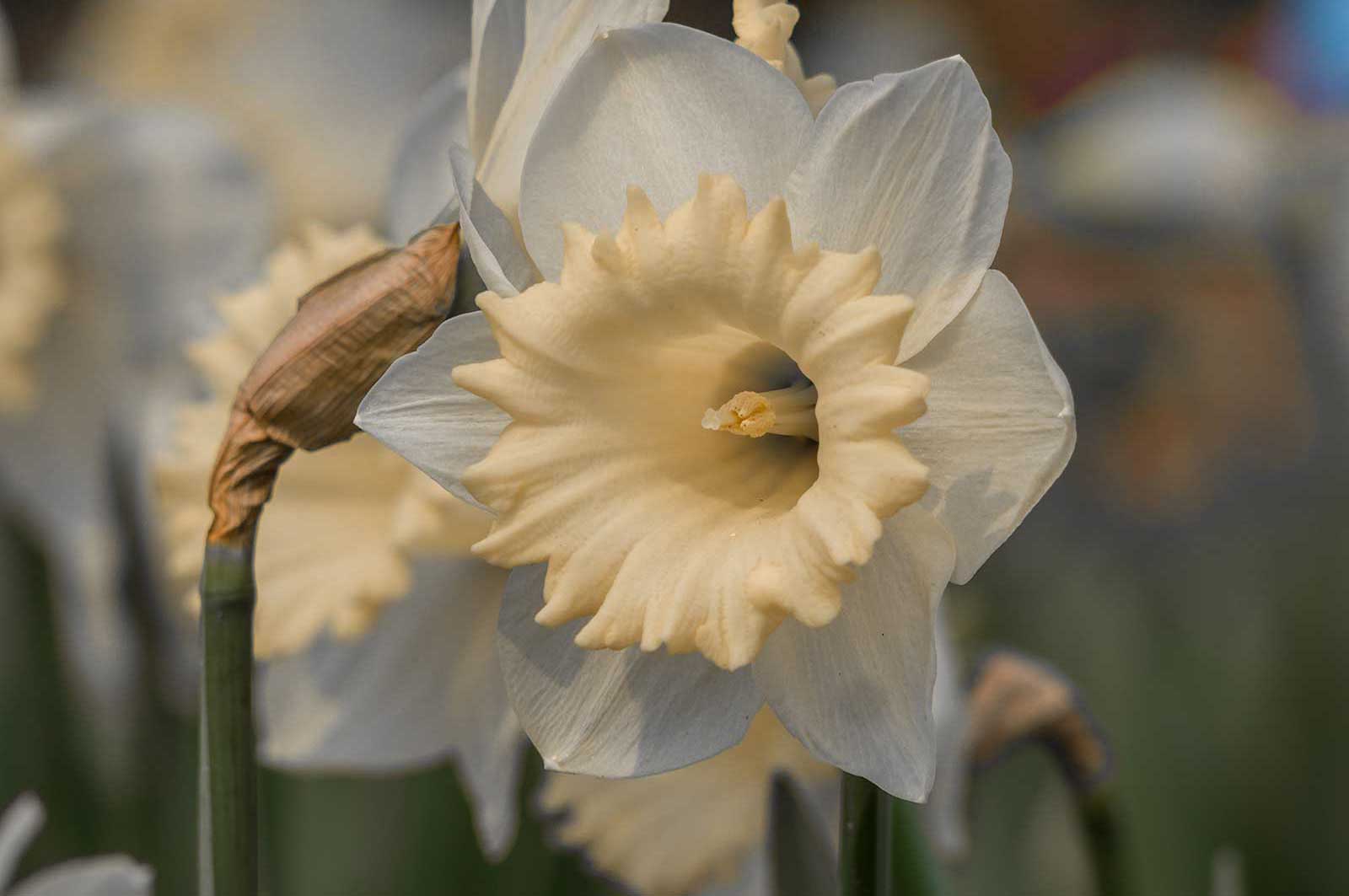 Seasonal Color in Bergen County - Daffodils Seasonal Color in Bergen County - Daffodils