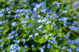 Seasonal Color in Bergen County - Brunnera Macophylla Seasonal Color in Bergen County - Brunnera Macrophylla
