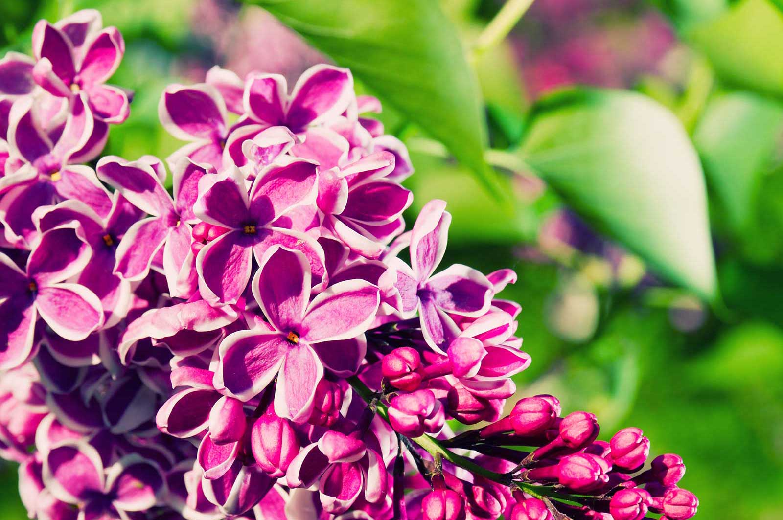 Seasonal Color in Bergen County - Lilacs Syringa Vulgaris Seasonal Color in Bergen County - Lilacs Syringa Vulgaris