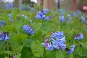 Seasonal Color in Bergen County - Pulmonaria officinalis Lungwort