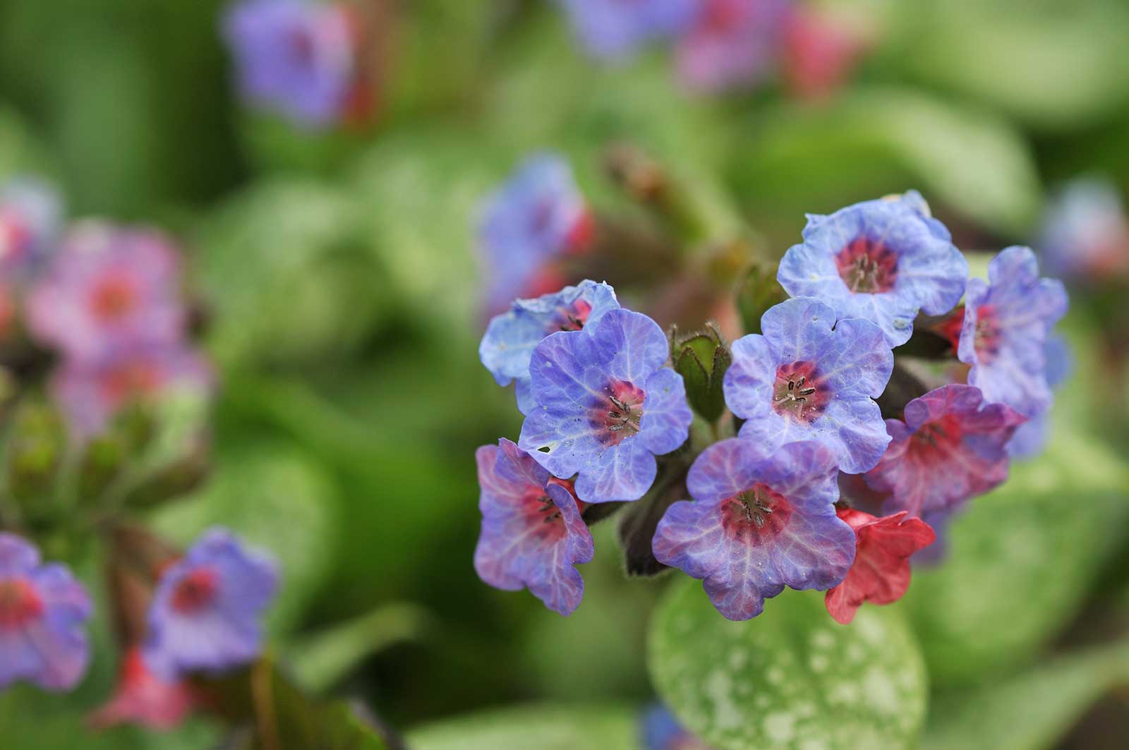 Seasonal Color in Bergen County - Lungwort Pulmonaria Seasonal Color in Bergen County - Lungwort Pulmonaria