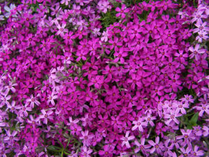 Spring Blooming Seasonal Color - Creeping Phlox