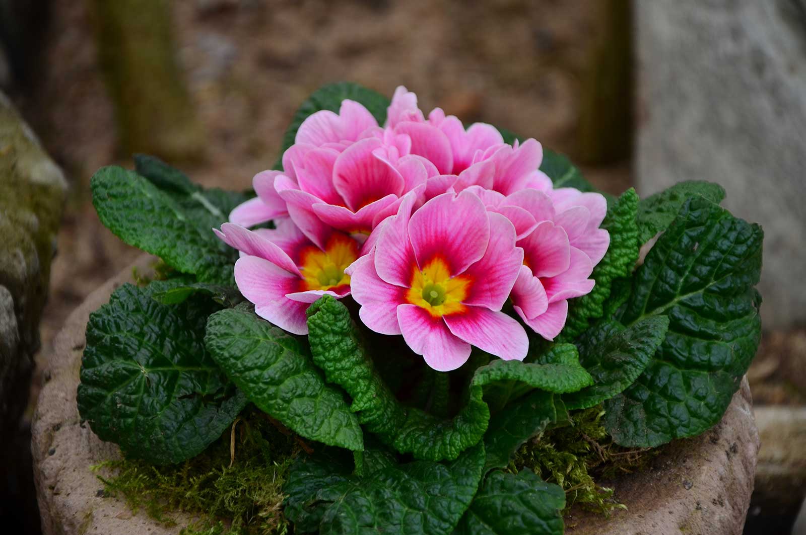 Seasonal Color in Bergen County - Primroses Seasonal Color in Bergen County - Primrose