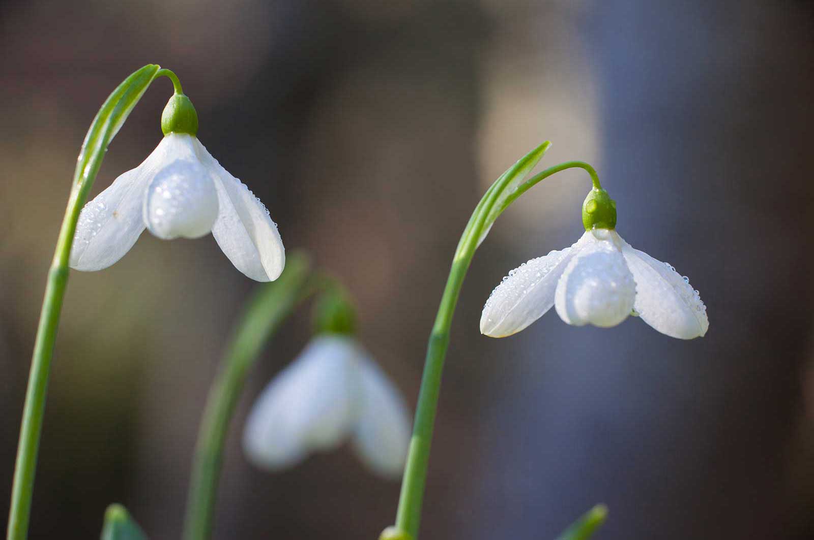 Seasonal Color in Bergen County - Galanthus Nivalis Snowdrops Seasonal Color in Bergen County - Galanthus Nivalis Snowdrops