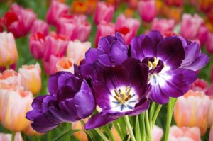 Seasonal Color in Bergen County - Tulips