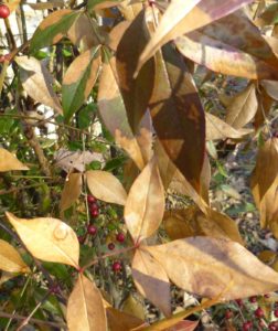 Winter Shrub Burn Example