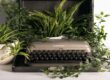 Beneficial Houseplant Used As Indoor Decor