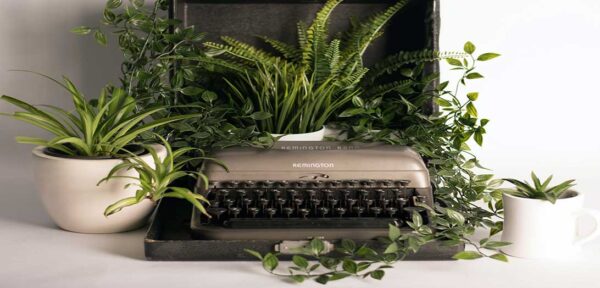 Beneficial Houseplant Used As Indoor Decor Beneficial Houseplant Used As Indoor Decor