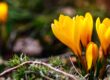 Crocus tommasinianus and Crocus chrysanthus – Small perennial bulbs with bright yellow anthers that bloom before the more common Dutch hybrid crocus. Snow crocus have purple and white flowers, whereas golden crocus are bright yellow.