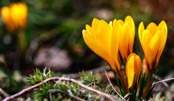 Crocus tommasinianus and Crocus chrysanthus – Small perennial bulbs with bright yellow anthers that bloom before the more common Dutch hybrid crocus. Snow crocus have purple and white flowers, whereas golden crocus are bright yellow. Crocus tommasinianus and Crocus chrysanthus – Small perennial bulbs with bright yellow anthers that bloom before the more common Dutch hybrid crocus. Snow crocus have purple and white flowers, whereas golden crocus are bright yellow.